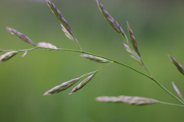 close up of a grass