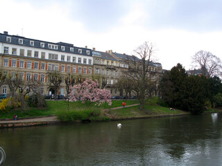 Fototapeta na wymiar Strasbourg, view of the river Ile, old house, tree blooming with pink flowers, swan, spring, April 2009, France