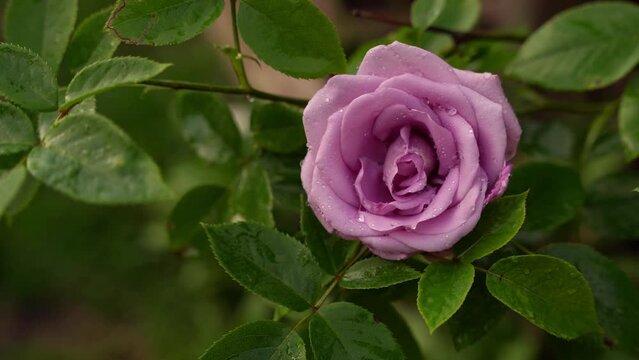 Lilac soft pink rose after the rain, dew drops, slow motion, breeze, static footage, summer garden flower bush