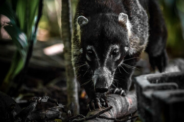 coati