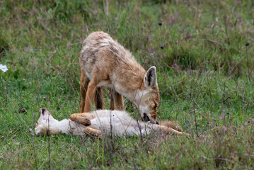 Golden Jackals in Ngorongoro crater