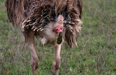 Ostrich pooping in Ngorongoro Crater