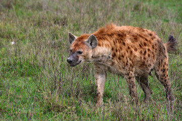 Hyenas, Ngorongoro Crater