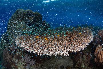 In Raja Ampat, Indonesia, damselfish school above a coral in which they can dive if a predator swims nearby. This tropical region is known as the heart of marine biodiversity. 