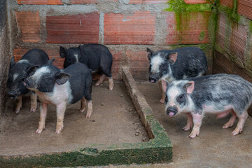 mini pig farm in colombia