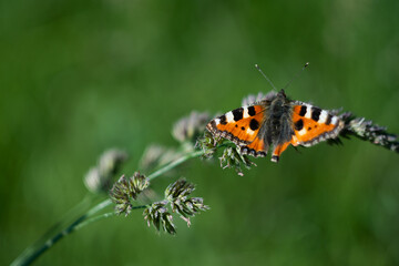 Motyl siedzący na łodydze rośliny na zielonym rozmytym tle. - obrazy, fototapety, plakaty