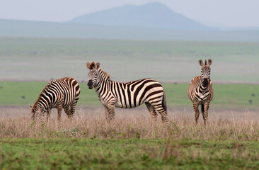Zebras in Serengeti National Park