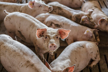 Livestock, meat industry, and pigs breeding. 