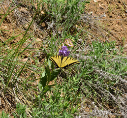 butterfly on a flower