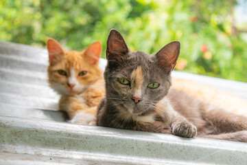 creole cats in the foreground