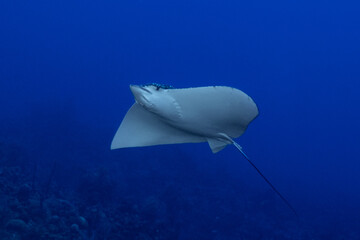A spotted eagleray swimming in the deep blue water of the Caribbean sea. This magnificent creature...