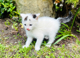 Little white kitten shows tongue. Playful pet. Selective focus