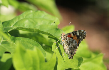 Schmetterling Vanessa kershawi sitzt auf einem Blatt, Nahaufnahme