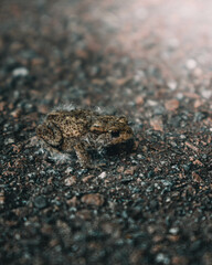 Petite grenouille sur le bitume