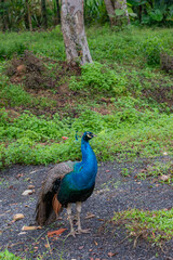Fototapeta premium peacock grazing in the field