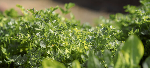 Beds with fresh herbs in spring . Eco-friendly natural green onions, parsley, lettuce, cilantro growning in garden. High quality photo