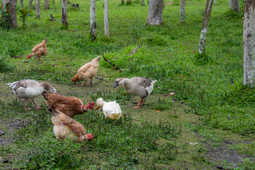 poultry grazing in a green field