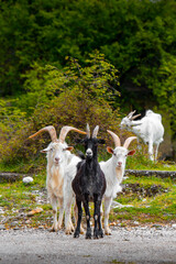 Lots of goats on the road. High quality photo