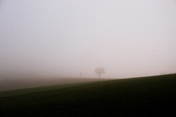Baum steht im Nebel auf einem Feld