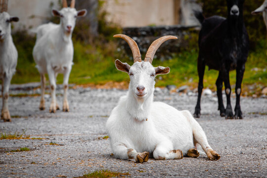 White goat looking at the camera. High quality photo