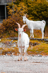 White goat looking at the camera. High quality photo
