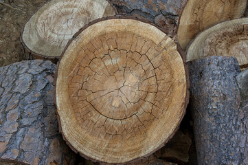 A pile of firewood logs and stumps, the resources of wood-cutting industry