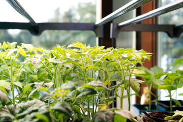 Fresh sprouts of tomato plant. Young green seedling sprouts in seedling tray under ultraviolet multicolored phytolamp. Selective focus.
