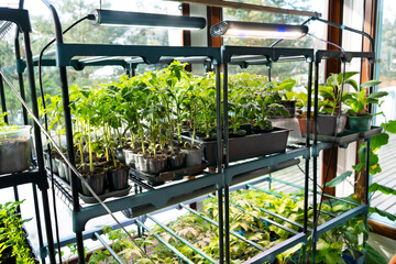 Fresh sprouts of tomato plant. Young green seedling sprouts in seedling tray under ultraviolet...