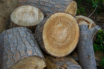A pile of firewood logs and stumps, the resources of wood-cutting industry