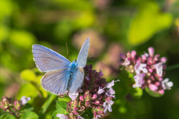 Close-up of a blue butterfly (Lycaenidae) on purple flowers with a blurred green background