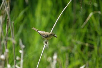willow warbler (Phylloscopus trochilus) with insects to feed its young ones