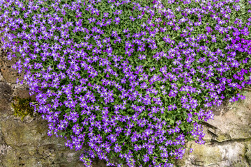 Aubrietta cultorum flowers on the rockery