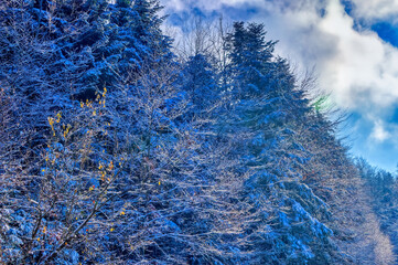 Natural landscape during cold winter day.