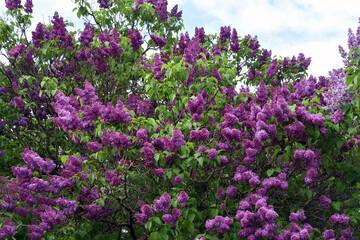 Obraz na płótnie Canvas Lilac trees in lilac garden in Moscow. 