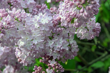 Lilac trees in lilac garden in Moscow.	