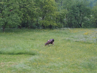 Fototapeta na wymiar buffalo in the field