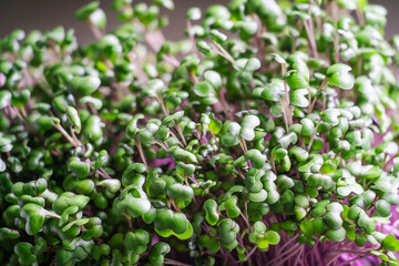Obraz na płótnie Canvas Top table view on fresh red cabbage seed sprouts. Microgreens on light background. Gardening at home. Healthy vegan sustainable lifestyle concept