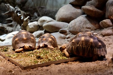 tortoise eating