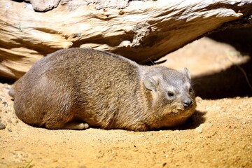 prairie dog eating grass