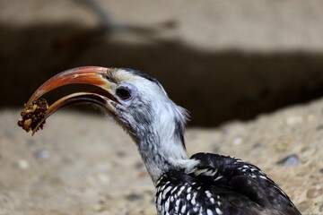 close up of a vulture