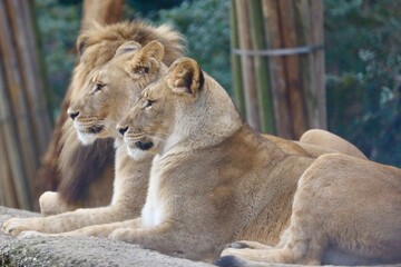 lion and lioness in the zoo Basel 