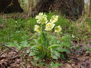 flowers in the forest