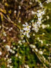 flowers in the garden