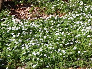 flowers in the garden