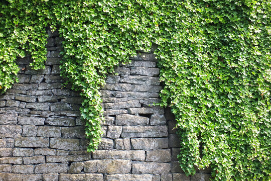 old grey stone wall covered in dense green ivy