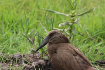 bird  in the savannah in rwanda