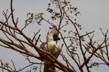 bird on a branch  in the savannah in rwanda