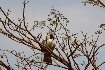 bird on a branch  in the savannah in rwanda