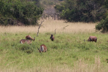 Naklejka na ściany i meble herd of deer in the savannah in rwanda