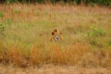 lion in the savannah in ruanda